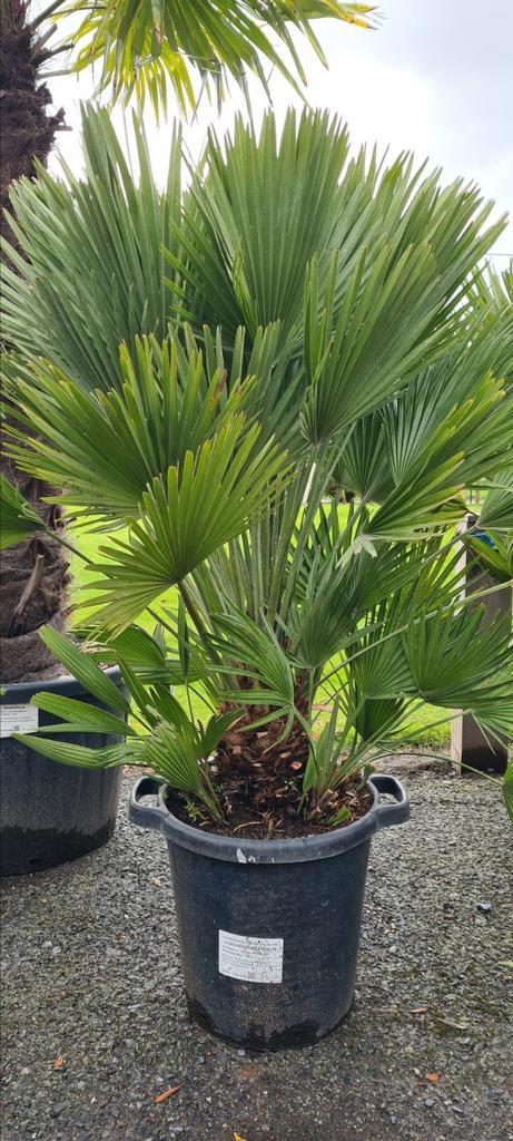 Chamaerops Humilis - Europese dwergpalm, Tuin en Terras, Planten | Tuinplanten, Ophalen