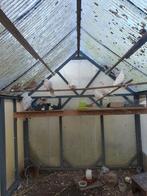 Tourterelles turques (rieuse), Animaux & Accessoires, Oiseaux | Oiseaux Autre, Plusieurs animaux, Domestique