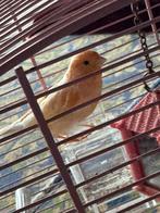 mannelijke kanarie te koop, Dieren en Toebehoren