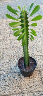 Euphorbia Trigona Afrikaanse Melkboom vetplant cactus, Huis en Inrichting, Cactus, Minder dan 100 cm, Ophalen of Verzenden, In pot