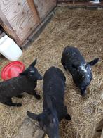 schapen,drieling, Animaux & Accessoires, Moutons, Chèvres & Cochons