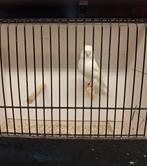 Witte en split kanaries te koop., Plusieurs animaux, Canari de couleur