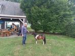 Twee prachtige mini paardjes, Dieren en Toebehoren, Pony's, Hengst, A pony (tot 1.17m), Gechipt, 0 tot 2 jaar
