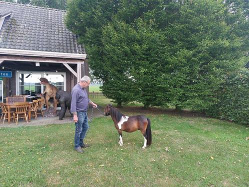 Twee prachtige mini paardjes, Dieren en Toebehoren, Pony's, Hengst, A pony (tot 1.17m), 0 tot 2 jaar, Gechipt, Ontwormd
