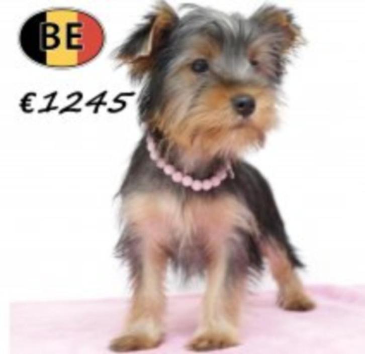 Yorkshire Terriër - pups te koop (Belgisch), Dieren en Toebehoren, Honden | Jack Russells en Terriërs, Meerdere dieren, Yorkshire Terriër