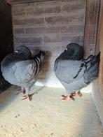 King duiven, Overige soorten