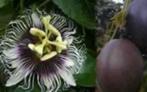 Passiflora edulis, Ophalen of Verzenden
