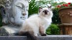Prachtig Ragdoll kitten (seal mitted) met top stamboom  !!, Dieren en Toebehoren, Poes, Gechipt, 0 tot 2 jaar