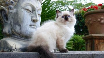 Prachtig Ragdoll kitten (seal mitted) met top stamboom  !! beschikbaar voor biedingen