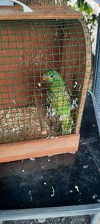 Schubben lori, Dieren en Toebehoren