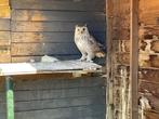 Vogels, Dieren en Toebehoren, Vogels | Overige Vogels, Mannelijk, Roofvogel, Geringd