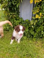 border collie pups te koop, België, Collie, Meerdere, Meerdere dieren