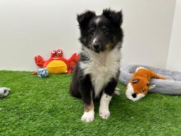 Shetland Sheepdog pups, Dieren en Toebehoren, Honden | Herdershonden en Veedrijvers, 8 tot 15 weken, CDV (hondenziekte), Meerdere