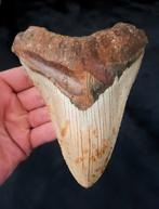 Megalodon tooth, États-Unis., Collections, Minéraux & Fossiles, Enlèvement ou Envoi