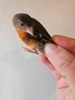 Couple de Métiss de Tarin Rouge F1, Bagué