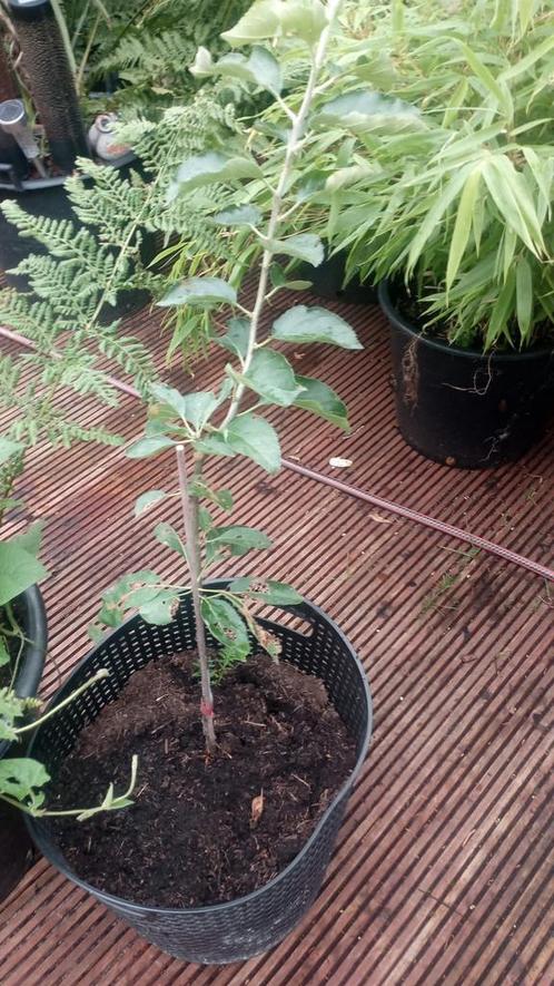 Jonge appelboom tekoop!, Tuin en Terras, Planten | Fruitbomen, Appelboom, Minder dan 100 cm, Halfschaduw, Lente, In pot, Ophalen