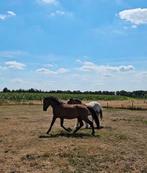 Enige spoed. 2 jarig springpaard stamboek en papieren, Dieren en Toebehoren, Paarden, Springpaard, Ruin, 0 tot 2 jaar, 160 tot 165 cm