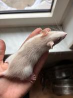 Hand tamme ratjes, Dieren en Toebehoren, Knaagdieren, Rat, Juni, Meerdere dieren, Tam