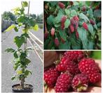 RODE EN GELE FRAMBOZEN PLANTEN  (Veel & Dikke vruchten!), Vaste plant, Fruitplanten, Ophalen of Verzenden, Lente