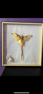 Komeetvlinder taxidermie met cocon (Argema Mittrei), Ophalen