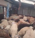 Mouton a vendre, Animaux & Accessoires, Moutons, Chèvres & Cochons, Mâle, Mouton, 0 à 2 ans