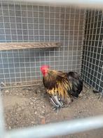 Cochin kriel haan, Dieren en Toebehoren, Pluimvee
