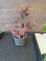 Tradescantia pallida nr 26, Ophalen