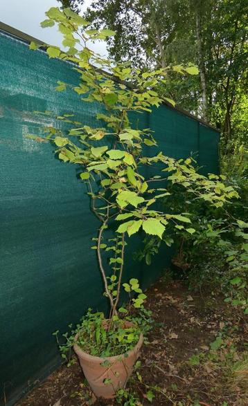 Noisetier commun jeune arbuste de 200 cm beschikbaar voor biedingen