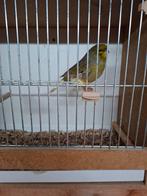 Gloster kanarie man, Dieren en Toebehoren, Mannelijk, Postuurkanarie
