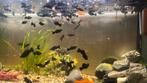Zwarte Molly’s, Dieren en Toebehoren, Vissen | Aquariumvissen, Vis, Zoetwatervis