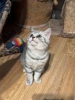 Britse Korthaar silver tabby kitten kater, Kater, Gechipt, 0 tot 2 jaar