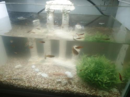 Te koop mooi aquarium met ledverlichting !!, Dieren en Toebehoren, Vissen | Aquariumvissen