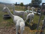 4  ALPACA MERRIE'S, Dieren en Toebehoren, Overige Dieren, April, Vrouwelijk