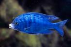Ben op zoek naar een koppeltje White Lips, Dieren en Toebehoren, Vissen | Aquariumvissen