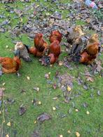 Barbus d'Anvers 2025 raszuiver, Dieren en Toebehoren, Vogels | Overige Vogels, Meerdere dieren, Tropenvogel, Geringd