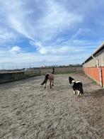 Magnifique petit cheval, Animaux & Accessoires, Chevaux, Vermifugé, Hongre, Moins de 160 cm, 3 à 6 ans