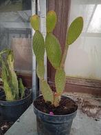 Cactussen, Tuin en Terras, Planten | Tuinplanten, Ophalen