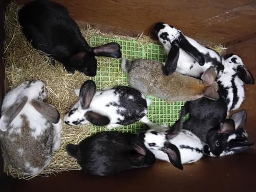 vleeskonijnen superkwaliteit vanaf 9€/konijn, Dieren en Toebehoren, Konijnen, Groot, Meerdere dieren