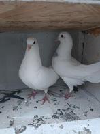 1 koppel bulgaarse hoogvliegers duiven, Animaux & Accessoires, Oiseaux | Pigeons