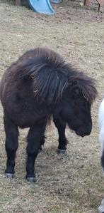 Hengst shetlander 1 jaar, Dieren en Toebehoren, Hengst