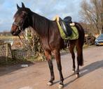 Super lieve, knappe en vriendelijke merrie!, Débourré, Avec pedigree, 160 à 165 cm, Cheval de récréation