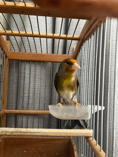 Bastaard Putter 2022 ( zang type widani) Chardonerret, Boeken, Dieren en Huisdieren, Ophalen