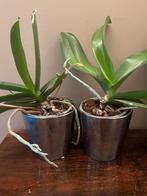 Twee orchideeën in keramische pot, Ophalen, In pot