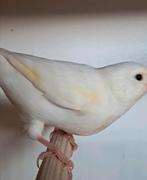 Witte kanarie