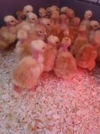 day chicks - Coucou de Malines/Kabir Turbo/Nudist - 28 mai, Animaux & Accessoires, Poule ou poulet, Sexe inconnu