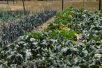 verse courgettes, Zakelijke goederen, Landbouw | Aardappelen, Groenten, Fruit en Vlees, Ophalen