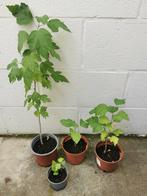 Hibiscus witte tuinplant snijden, Ophalen