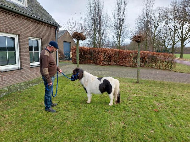 Prachtige mini pony, Dieren en Toebehoren, Pony's, Merrie, A pony (tot 1.17m), 3 tot 6 jaar, Gechipt, Ontwormd