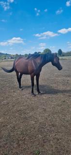 Merrie 17j, Dieren en Toebehoren, Minder dan 160 cm, Zadelmak, 11 jaar of ouder, Recreatiepaard