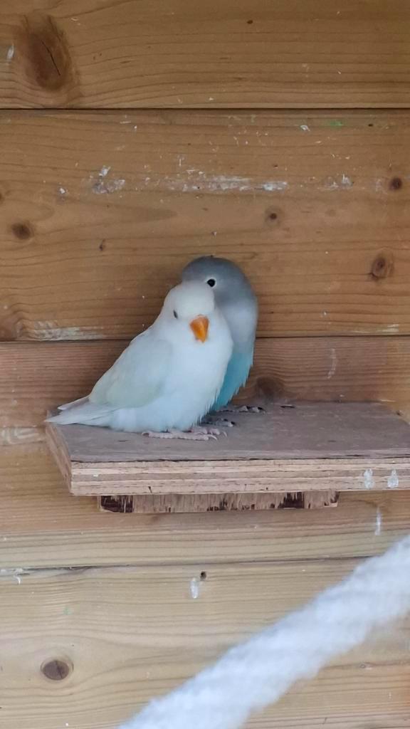 2 jonge agapornis roseicollie, Animaux & Accessoires, Oiseaux | Perruches & Perroquets, Perroquet nain ou Inséparable, Plusieurs animaux